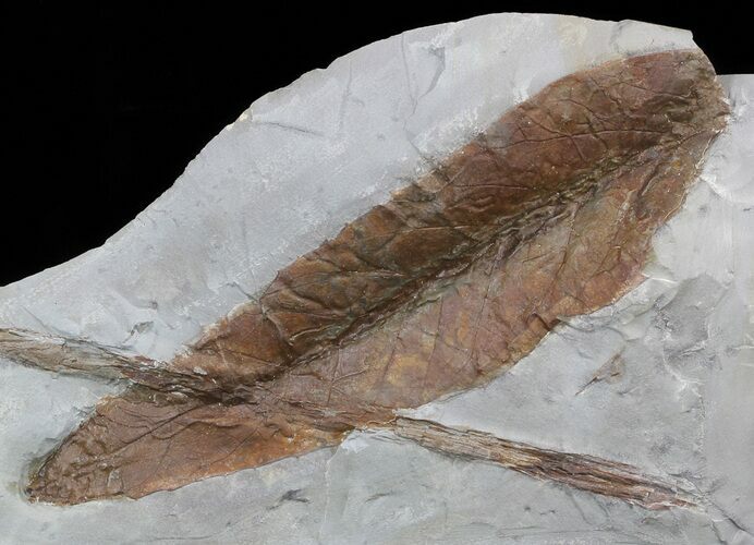 Fossil Leaf (Dyrana flexuosa) - Montana #52248